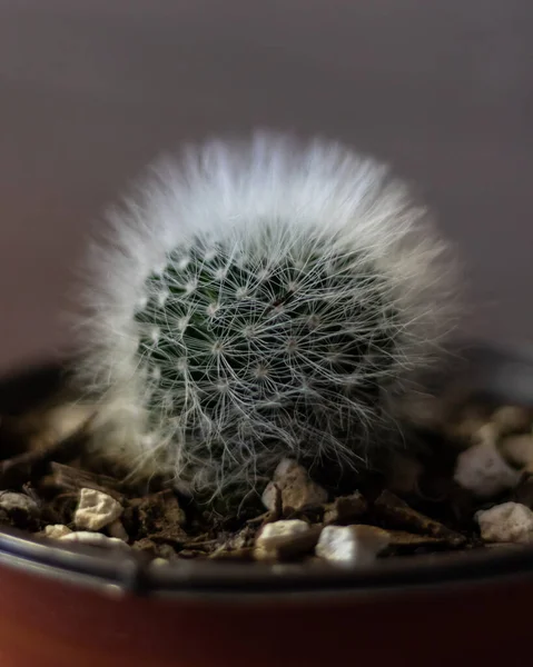 Cactus Dans Pot Sur Fond Noir — Photo