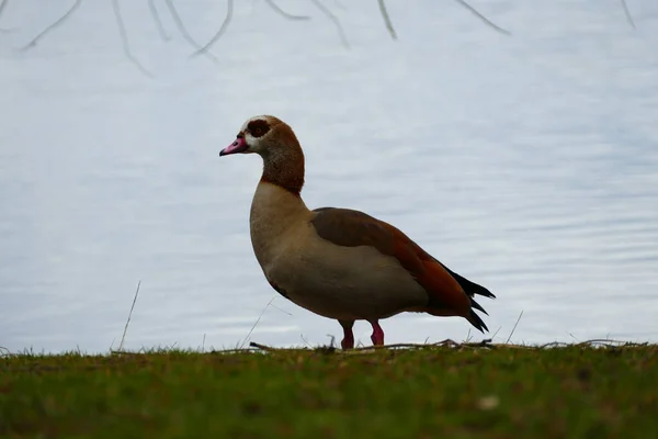 Beau Coup Canard Dans Lac — Photo