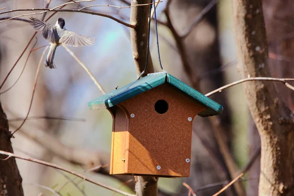Alimentador Pássaros Uma Árvore Jardim — Fotografia de Stock