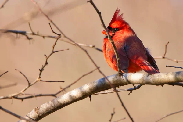 Pássaro Peito Vermelho Sentado Galho — Fotografia de Stock