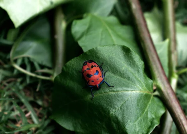 View Bug Green Leaf — Stock Photo, Image