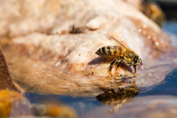 Honey Bee Water — Stock Photo, Image