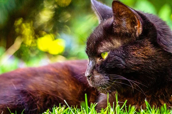 Katze Auf Dem Gras — Stockfoto
