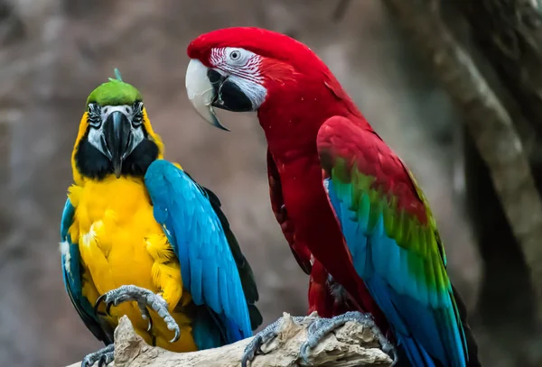 Yeşil Yapraklı Güzel Renkli Bir Papağan — Stok fotoğraf