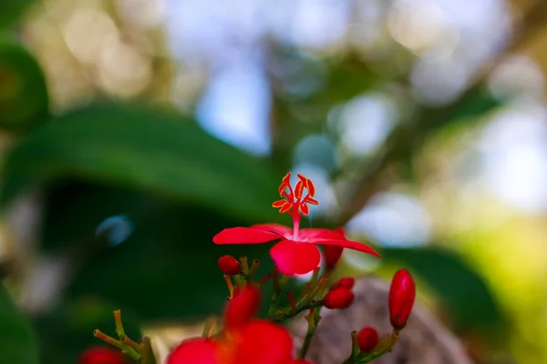 Mooie Rode Bloem Tuin — Stockfoto