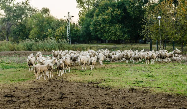 Owce Polu Zwierzęta Przyroda — Zdjęcie stockowe