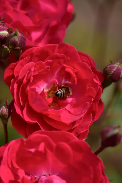 Hermosa Flor Roja Jardín —  Fotos de Stock