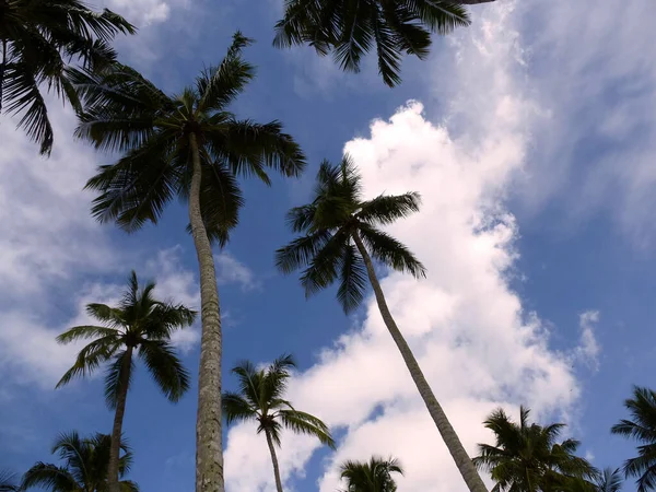 Bela Praia Tropical Com Palmeiras Céu Azul — Fotografia de Stock