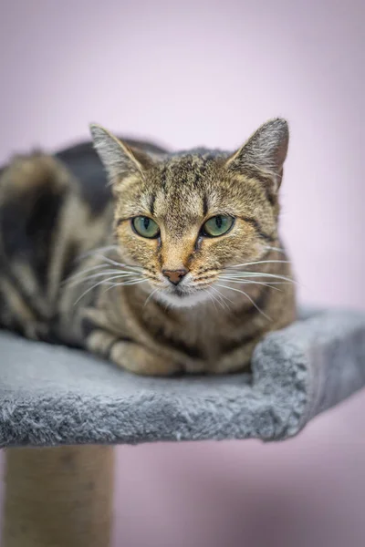 Gato Con Ojos Verdes —  Fotos de Stock