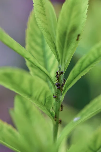 叶子上蜜蜂的特写镜头 — 图库照片