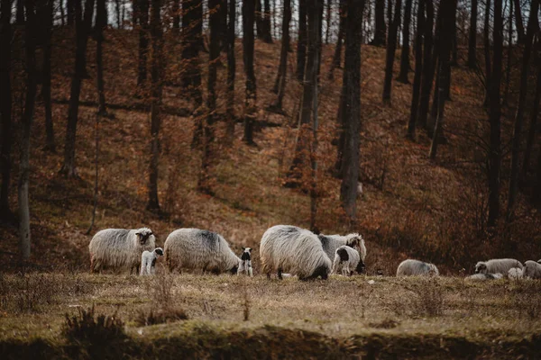 森林里的一群羊 — 图库照片