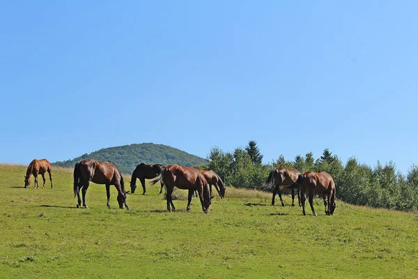 Caballos Campo —  Fotos de Stock