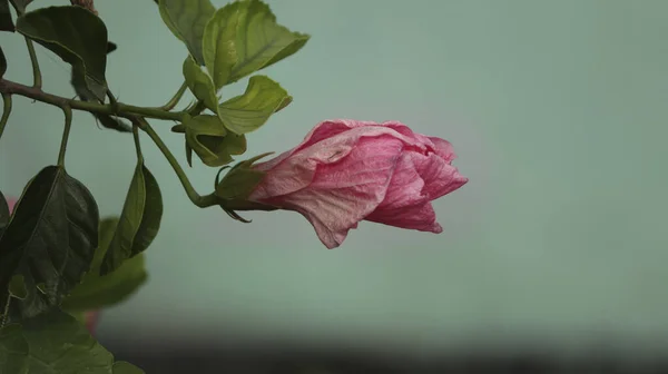 Красива Рожева Троянда Саду — стокове фото