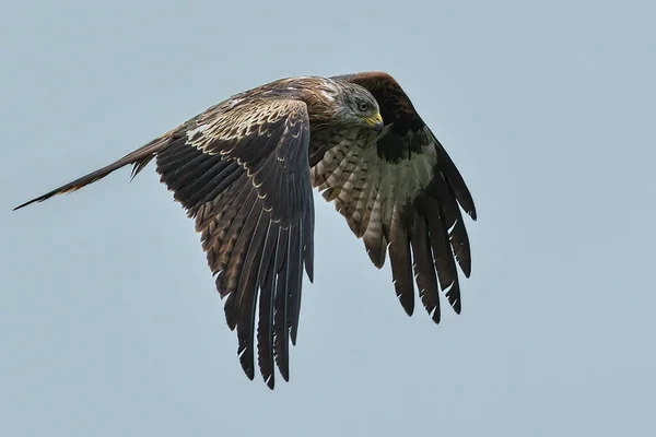 Gran Águila Volando Cielo — Foto de Stock