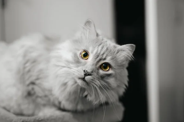 Сірий Кіт Білими Очима — стокове фото
