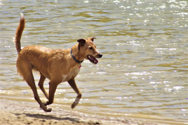 Dog Playing Water Beach — Stock Photo, Image