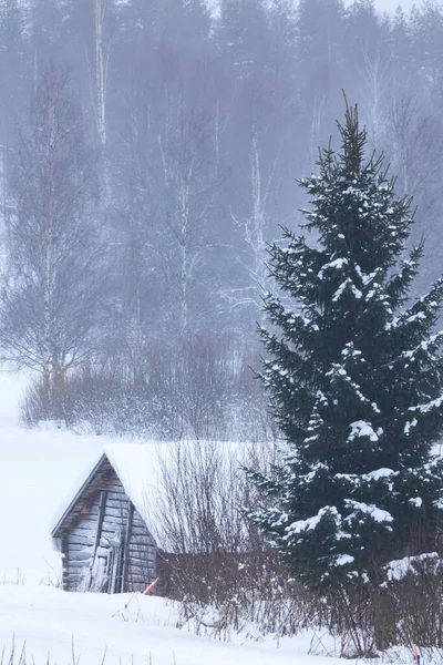 Vackert Vinterskogslandskap — Stockfoto