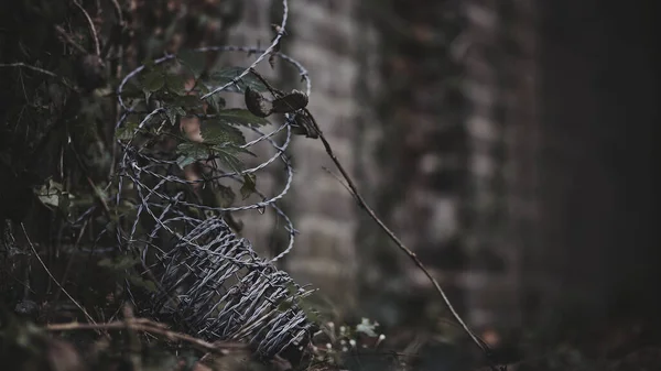 Toile Araignée Avec Une Toile Araignée Dans Forêt — Photo