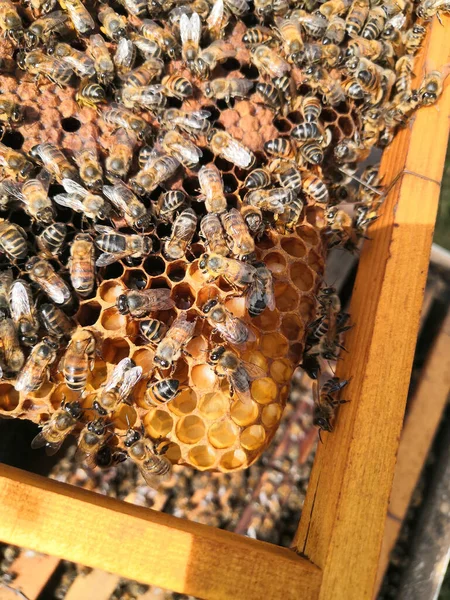 Крупный План Пчеловода Медовым Гребнем — стоковое фото