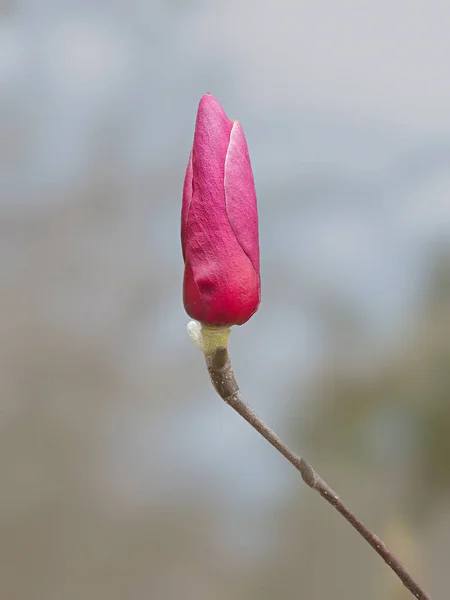 Rózsaszín Magnólia Virág Kertben — Stock Fotó