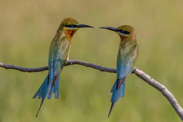 Живописный Вид Красивую Птицу Природе — стоковое фото