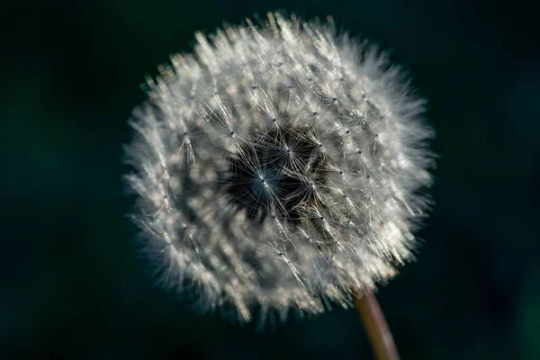 Maskrosfrön Mörk Bakgrund — Stockfoto