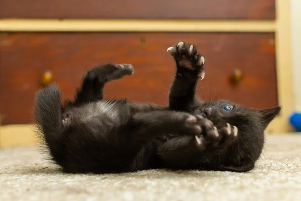 床に可愛い子猫ちゃん — ストック写真