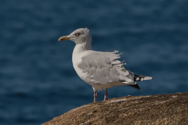 Gaviota Playa — Foto de Stock