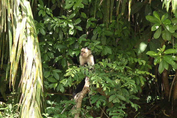 Jovem Macaco Sentado Uma Árvore Floresta — Fotografia de Stock