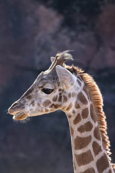 Giraffe Hoofd Portret Wild Dier — Stockfoto