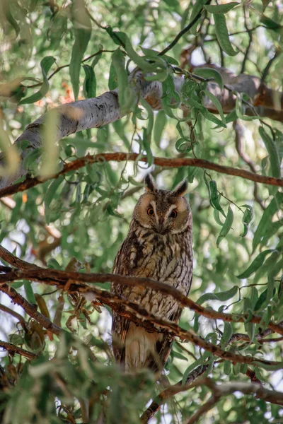 Gufo Nella Foresta — Foto Stock