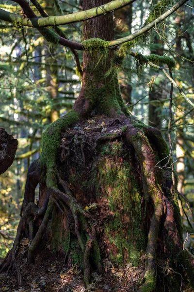 Дерево Лісі — стокове фото