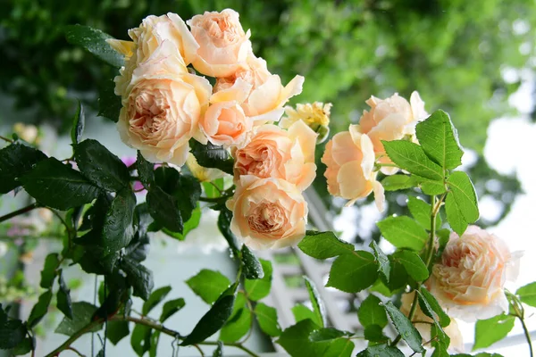 Beautiful Roses Garden — Stock Photo, Image