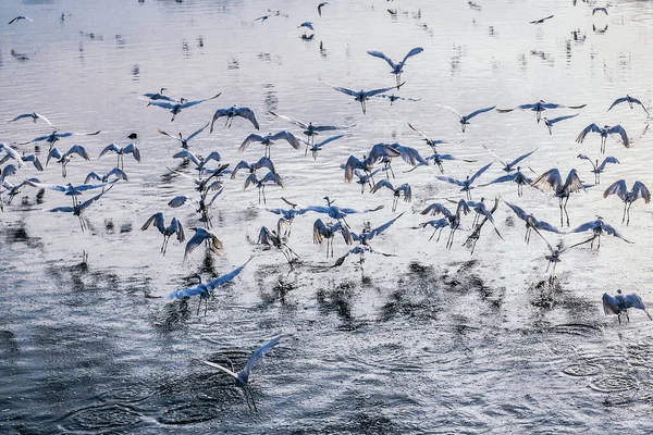 Flock Fåglar Sjön — Stockfoto