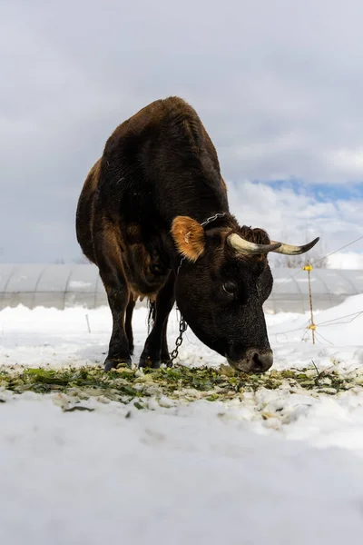 Bull Field Winter — Stock Photo, Image