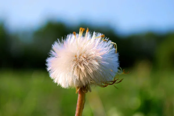 Dandelion Flower Background Green Grass — Stock Photo, Image