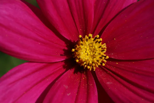 Ботанический Выстрел Красивые Цветы — стоковое фото
