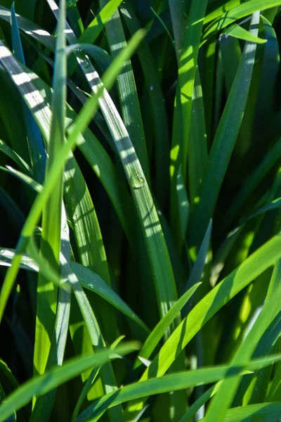 Πράσινο Γρασίδι Σταγόνες Δροσιά Στο Φόντο Του Ήλιου — Φωτογραφία Αρχείου