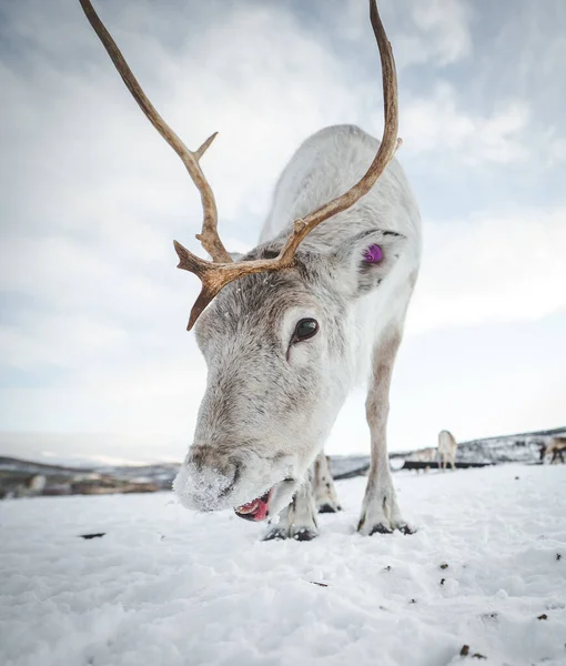 Cervo Nella Neve — Foto Stock