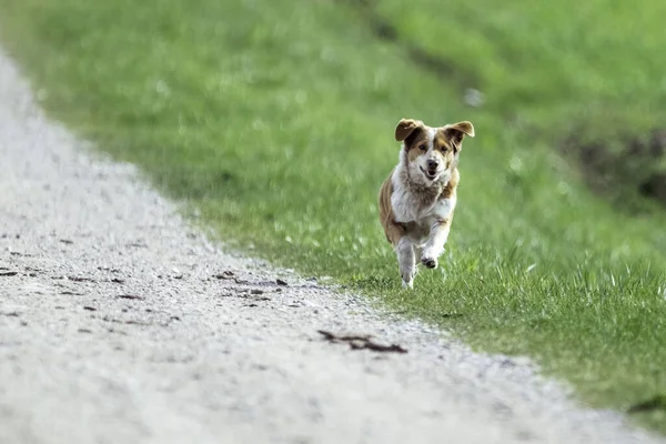 Pies Biegający Trawie — Zdjęcie stockowe