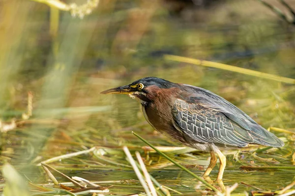 Vogel Wald — Stockfoto