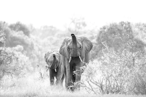 Fiatal Elefántok Sétálnak Szavannában Fekete Fehér — Stock Fotó