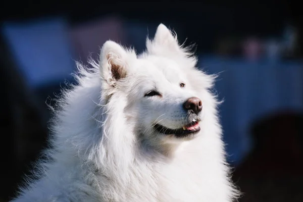 Schattig Hond Straat — Stockfoto