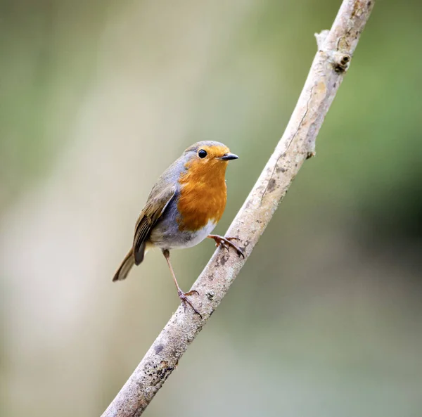 Gros Plan Oiseau — Photo