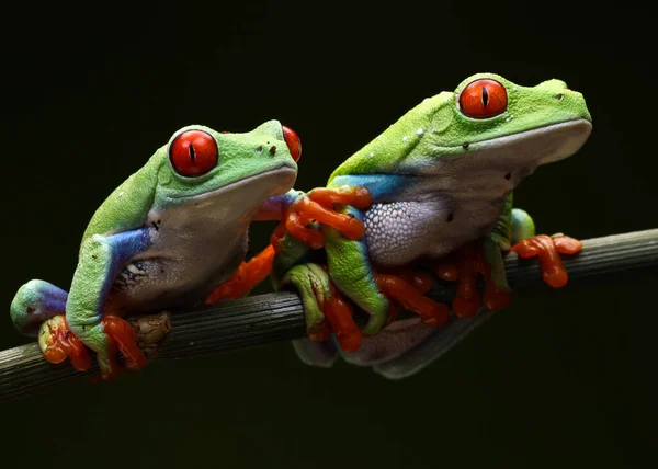 Grenouilles Assises Sur Une Branche — Photo