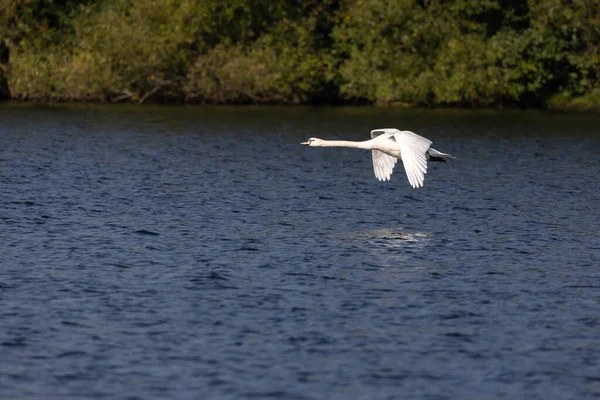 Vuela Cisne Blanca Sobre Agua — Foto de Stock