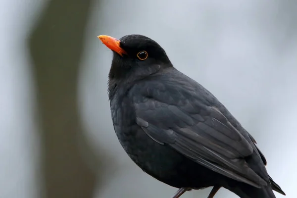 Närbild Fågel — Stockfoto