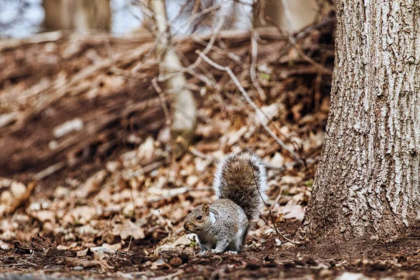 Eichhörnchen Wald Auf Dem Boden — Stockfoto