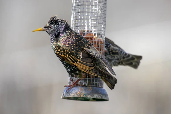 Fågel Taket Huset — Stockfoto