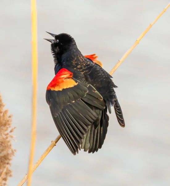 一只雄性黑鸟在树枝上的特写镜头 — 图库照片